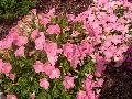 Easy Wave Shell Pink Petunia / Petunia 